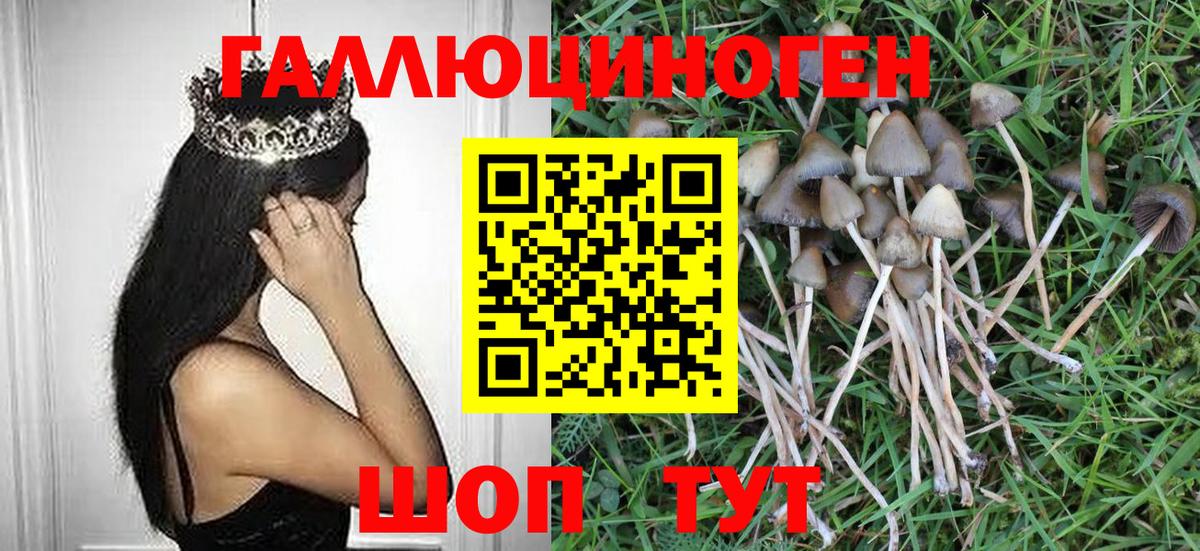 как найти   Вход с VPN  Дивногорск  Псилоцибиновые грибы Cubensis  Галлюциногенные грибы GOLDEN TEACHER 